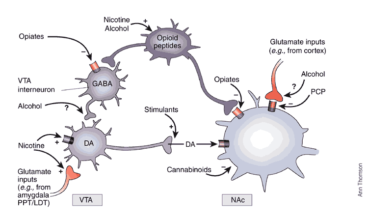 glutathione peroxidase assay kit price Rat GPX1(Glutathione Peroxidase 1) ELISA Kit
