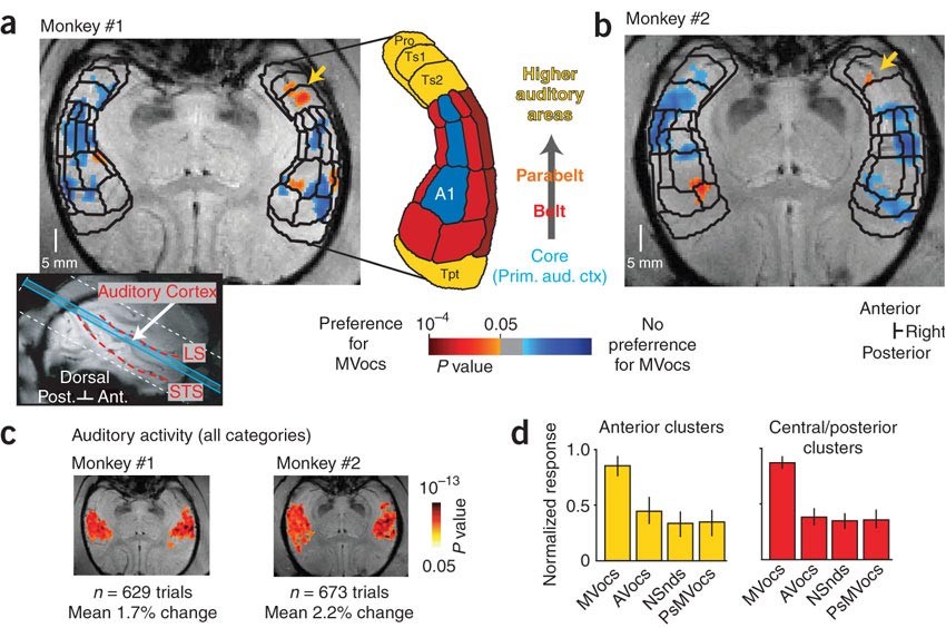 A Voice Region In The Monkey Brain Nature Neuroscience