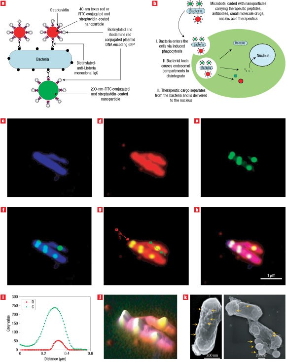 Bactericida vs. Bacteriostático - TNS Nano