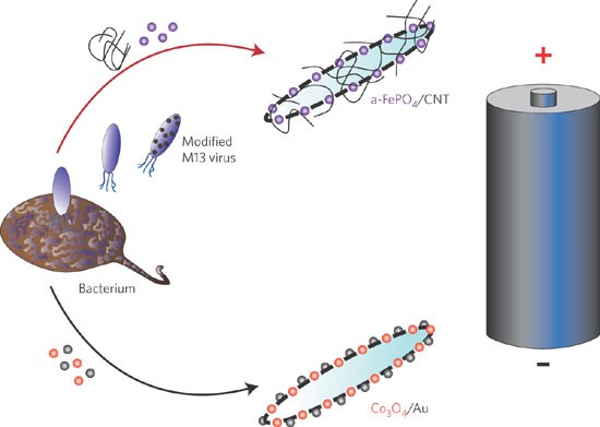 Viruses electrify battery research | Nature Nanotechnology