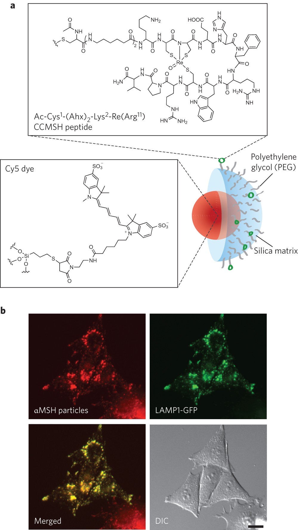 dr mac md nano glutathione Ultrasmall nanoparticles induce ferroptosis in nutrient-deprived cancer  cells and suppress tumour growth