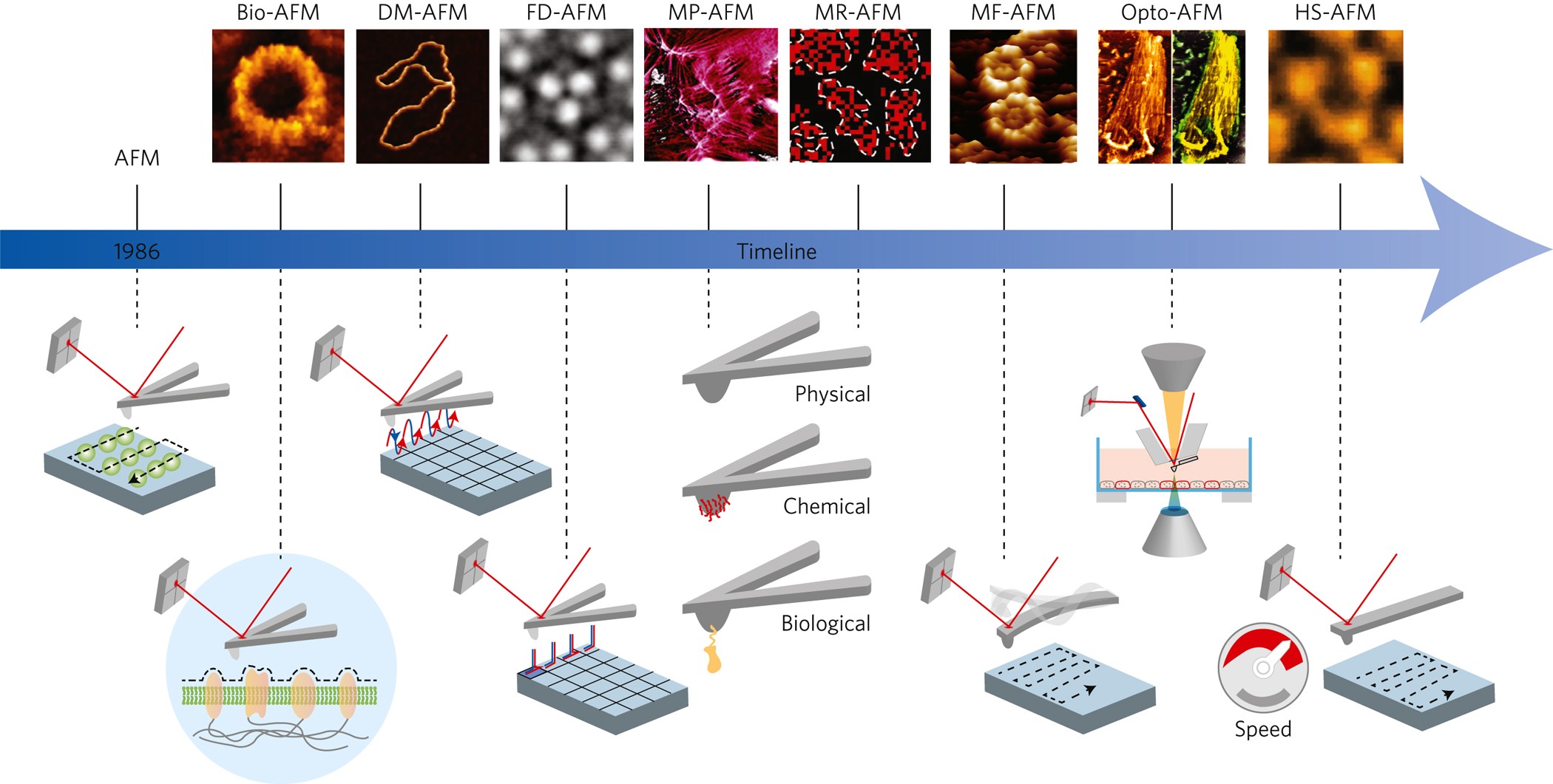 Imaging modes of atomic force microscopy for application in molecular and  cell biology | Nature Nanotechnology