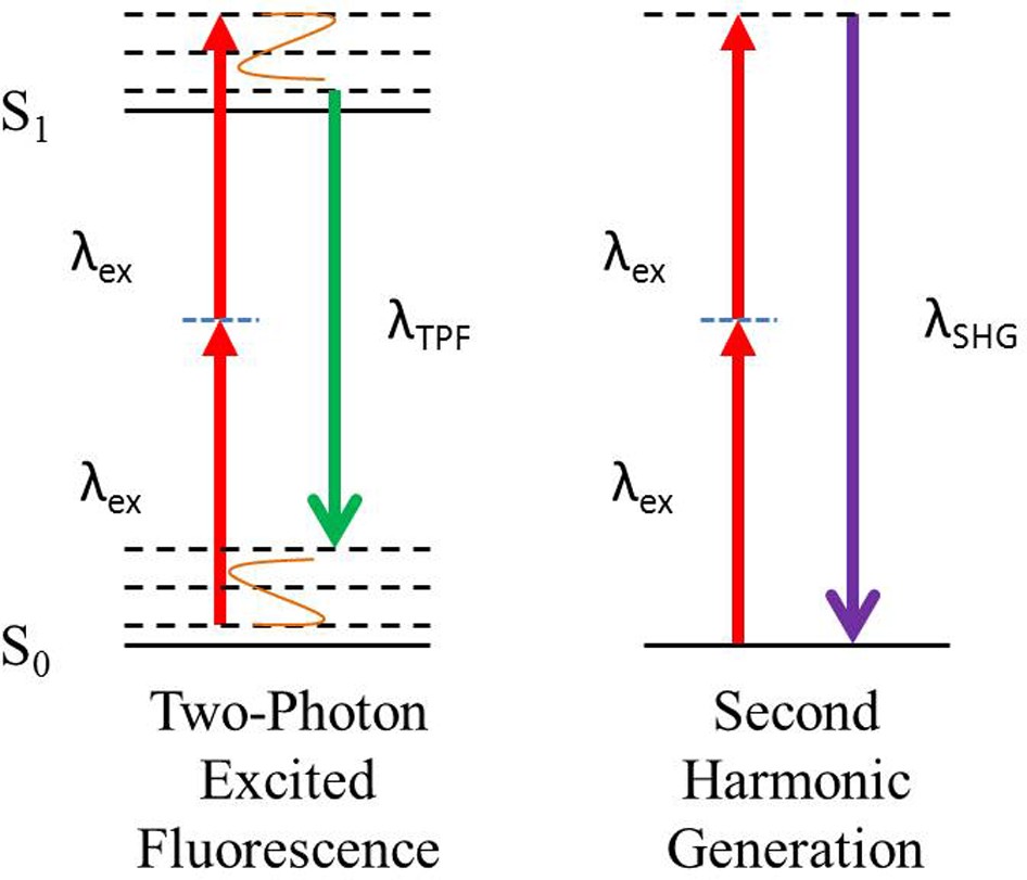 Demonstrating 2 kinds of multiphoton microscopy