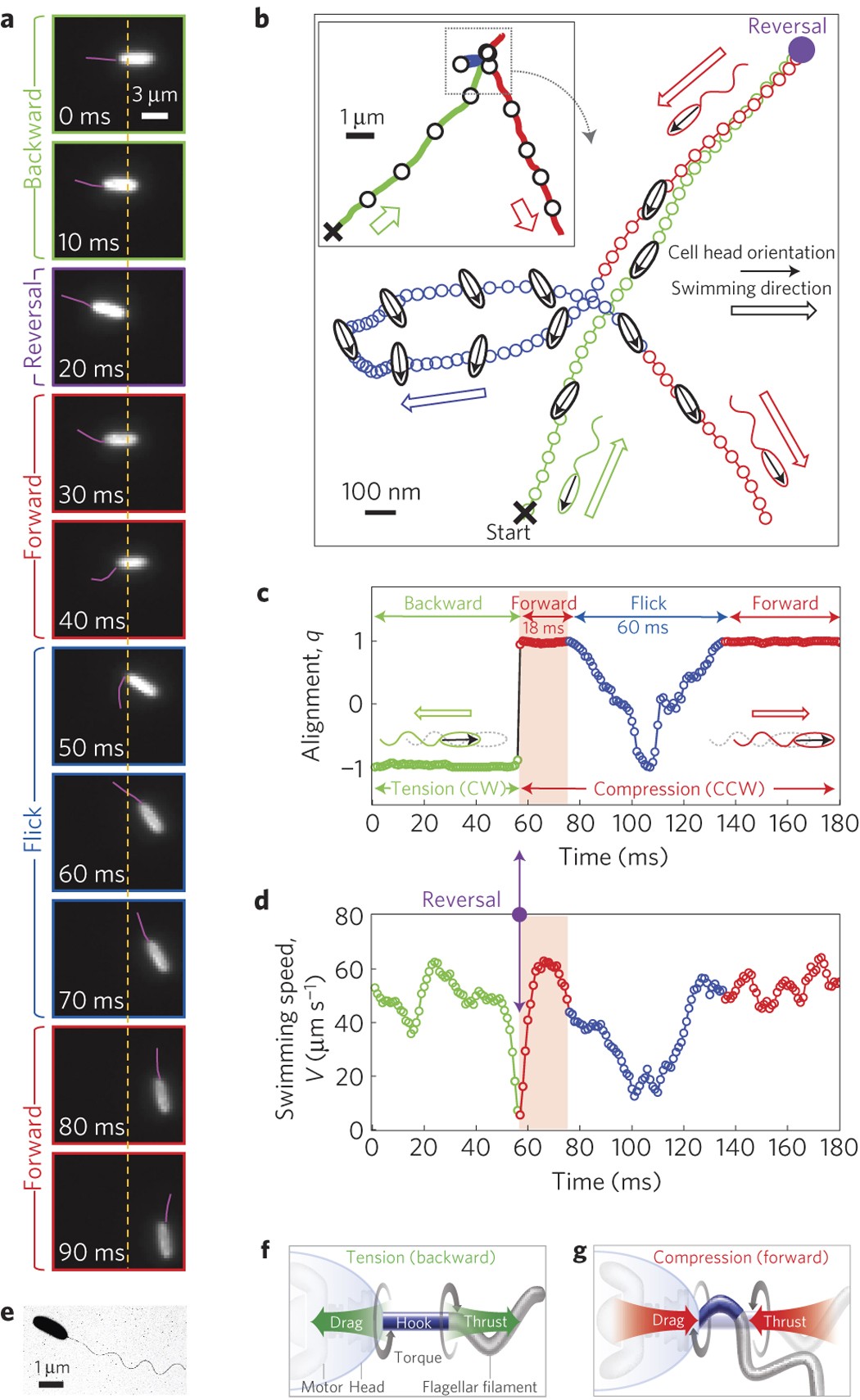 Bacteria Can Exploit A Flagellar Buckling Instability To Change Direction Nature Physics