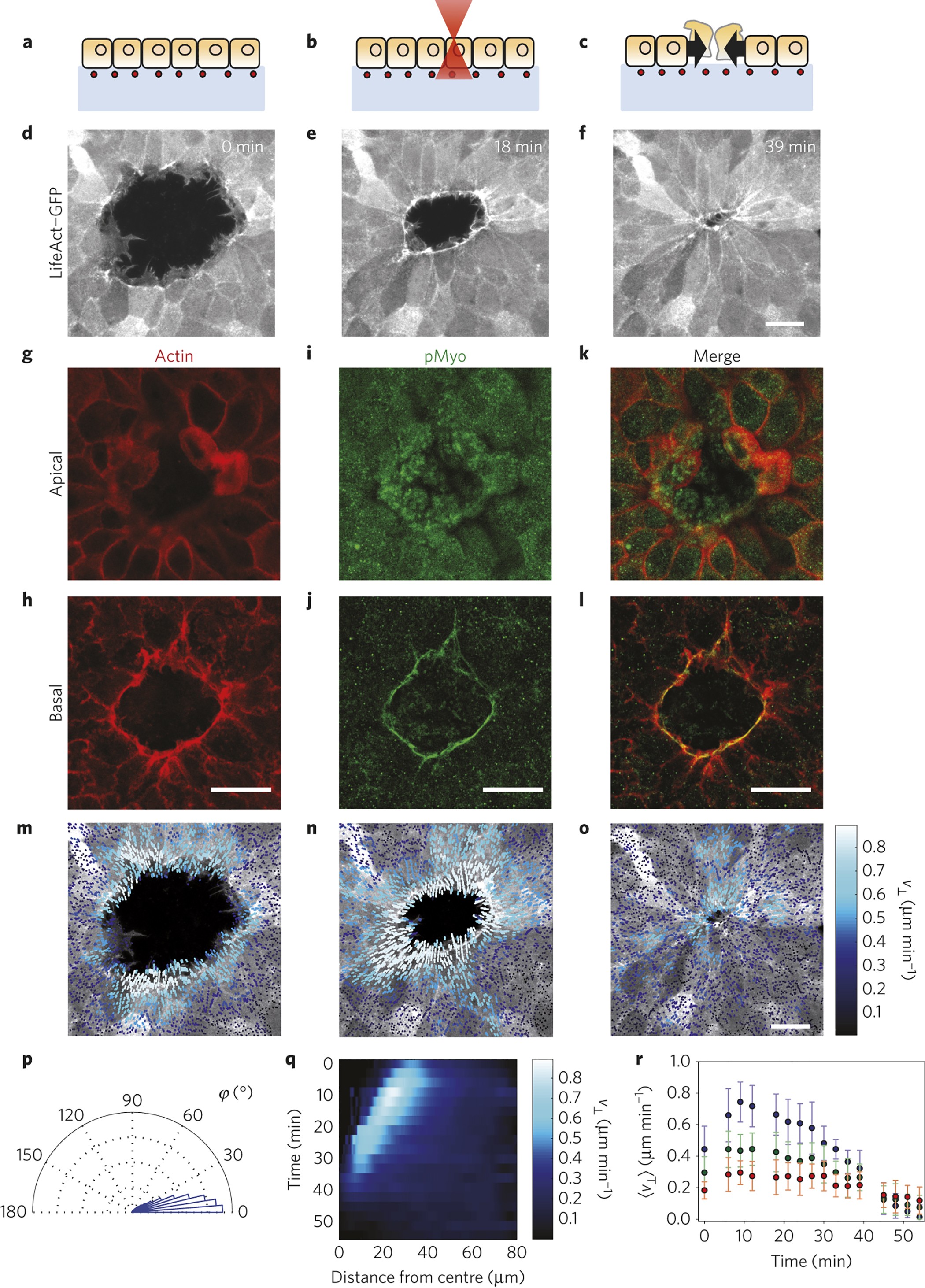 Spontaneous rotations in epithelia as an interplay between cell polarity  and boundaries | Nature Physics