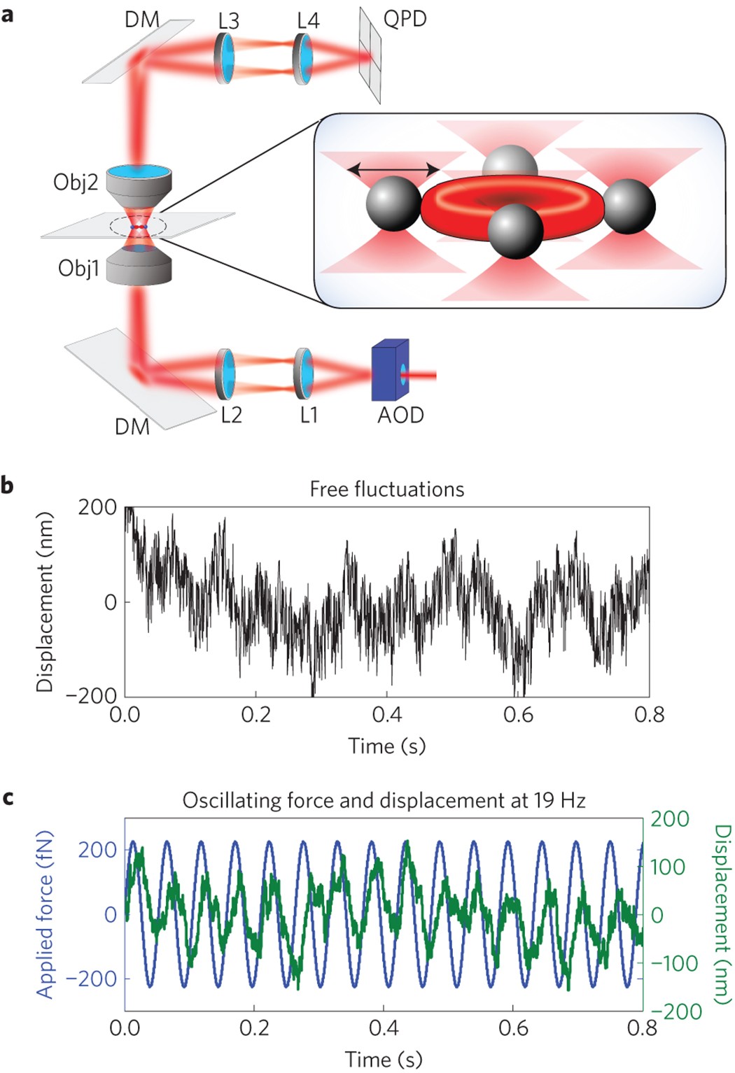 Equilibrium physics breakdown reveals the active nature of red blood cell | Nature Physics