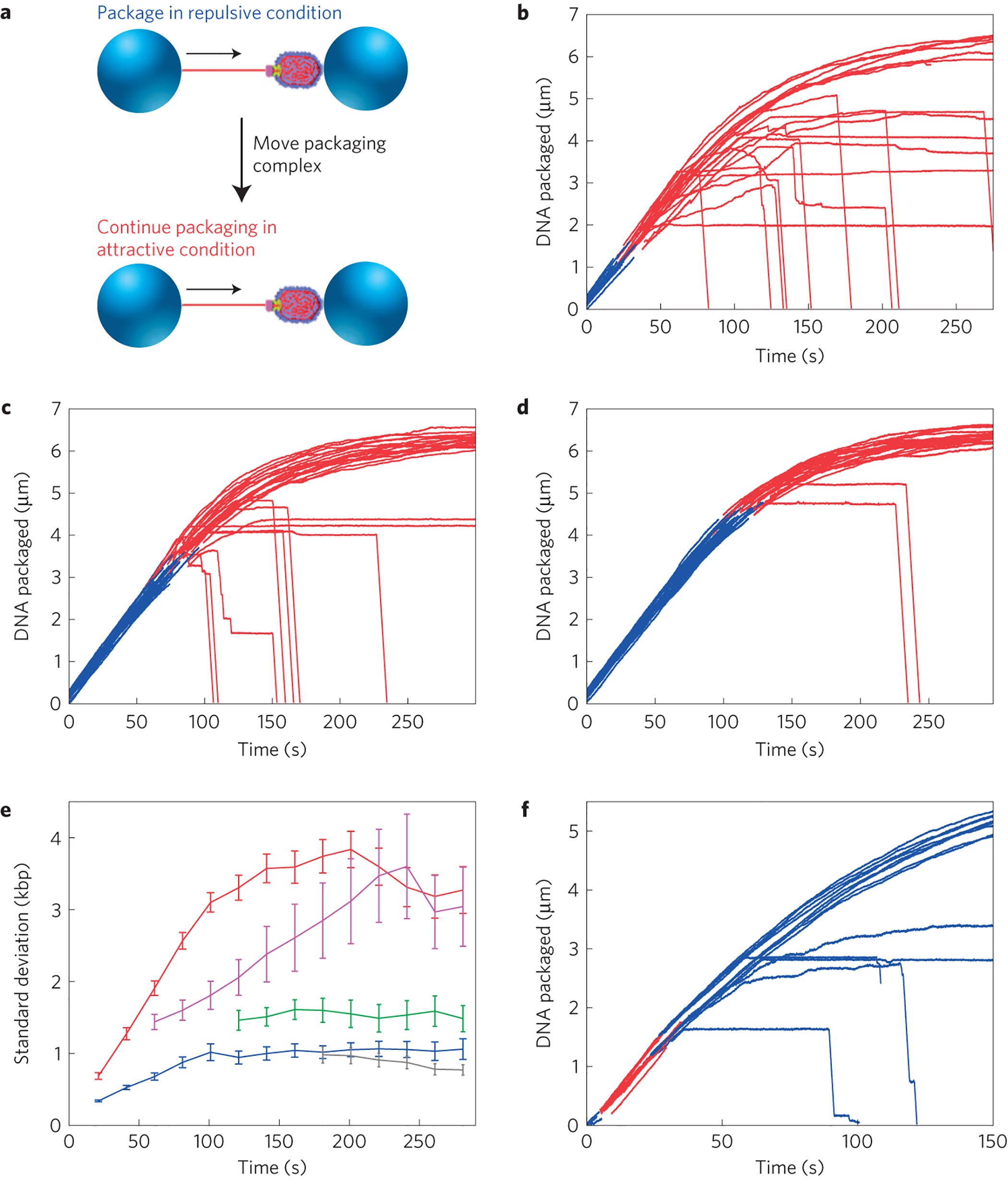 Single DNA molecule jamming and history-dependent dynamics during  motor-driven viral packaging | Nature Physics