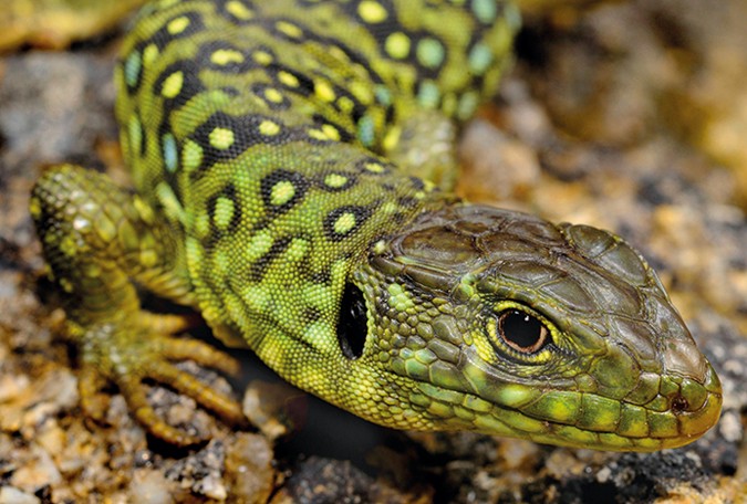 Lizard Computer Nature Physics Lizard Computer Nature Physics