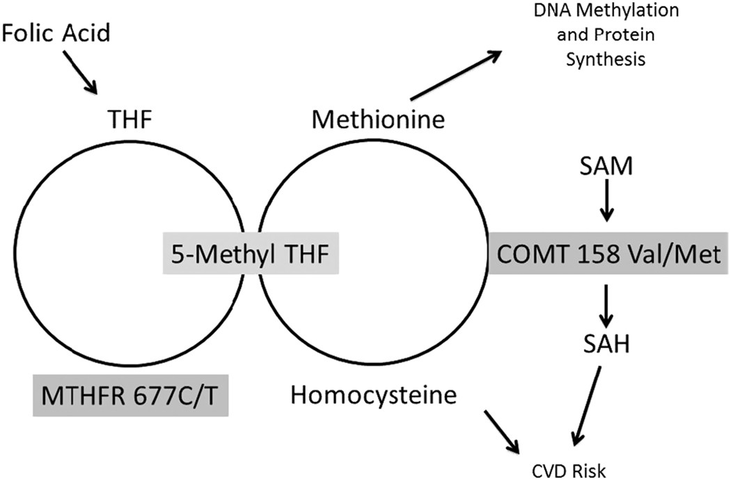 glutathione and folate receptor a autoantibodyy fraa and mfthr The effect of supplementation genotype on cardiovascular epigenetic measures in schizophrenia subjects bpc-157 human clinical trial VegCaps:60ct Anti-aging and brightening