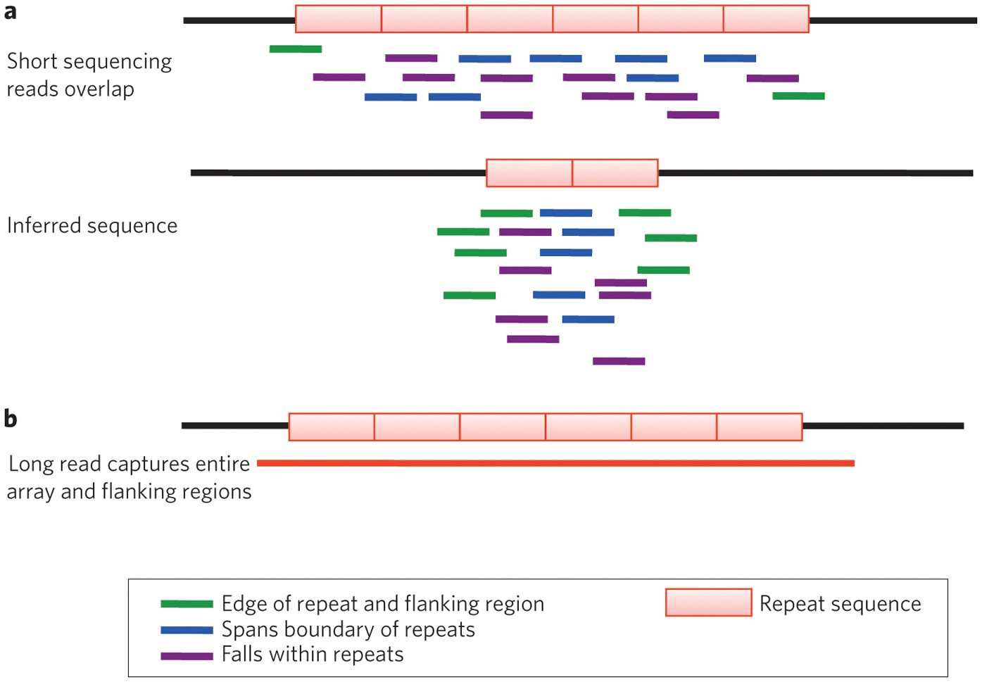 Genome sequencing: Long reads for a short plant | Nature Plants