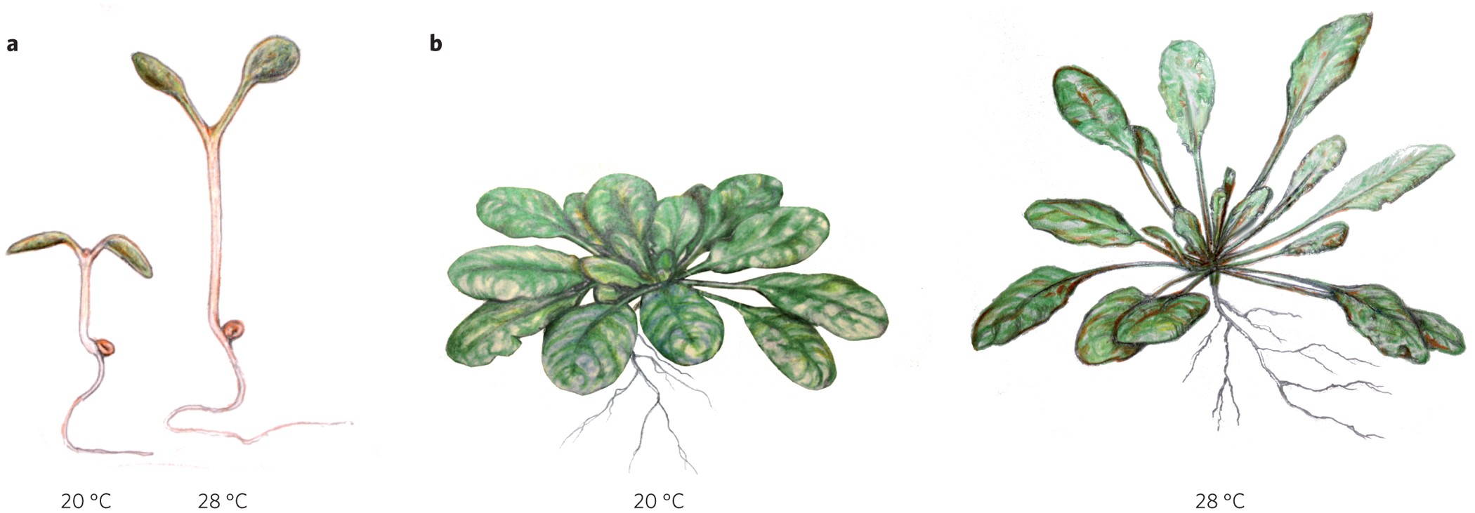 Molecular and genetic control of plant thermomorphogenesis ...