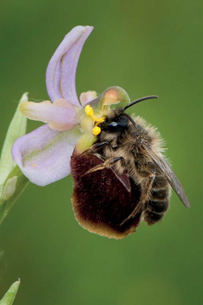 Floral development: Lip formation in orchids unravelled | Nature 