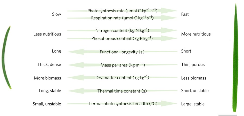 The energetic and carbon economic origins of leaf thermoregulation | Nature  Plants