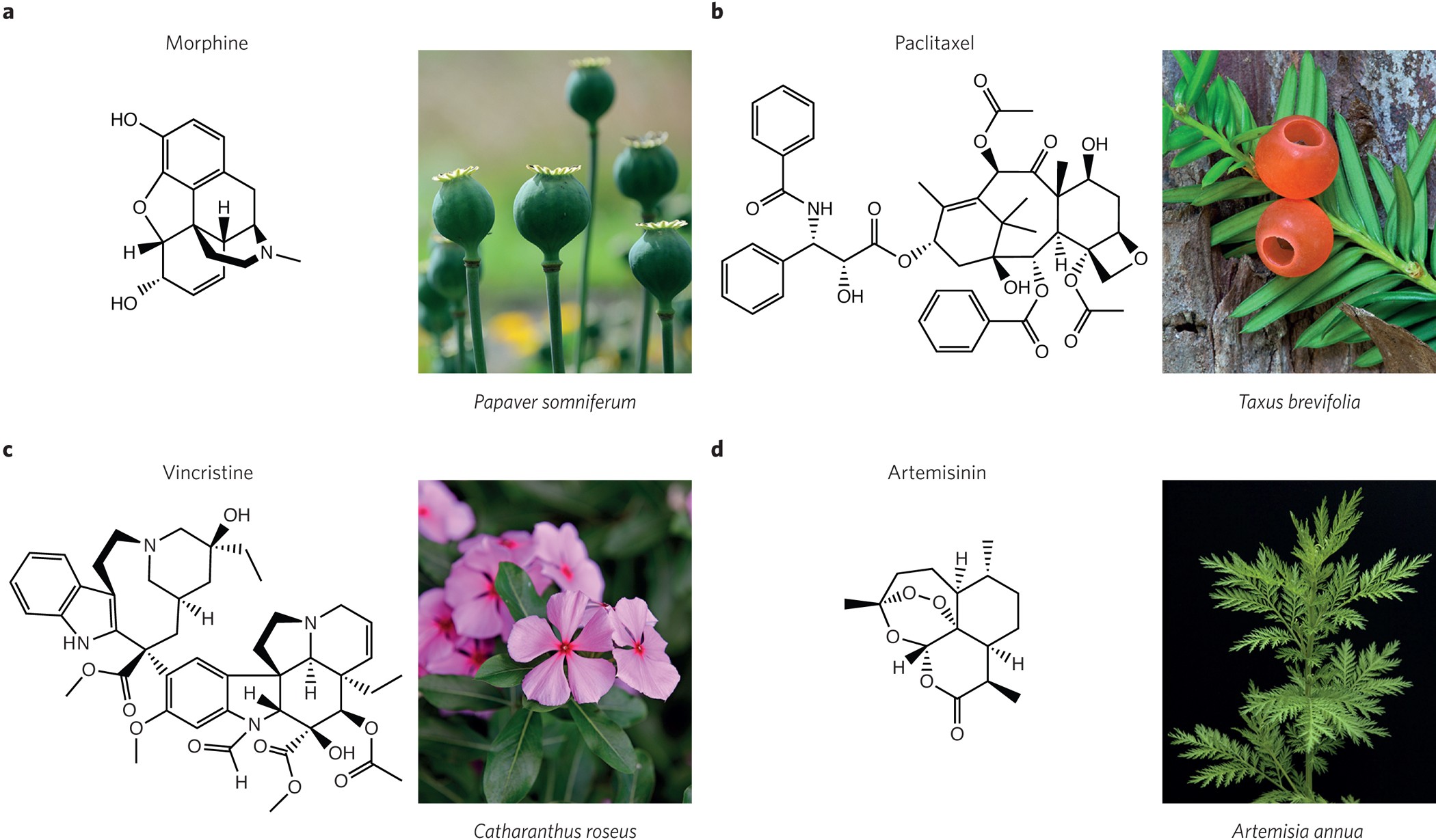 Demystifying traditional herbal medicine with modern approach | Nature  Plants