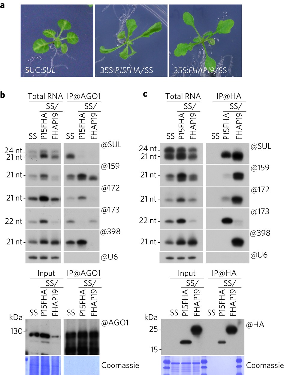 Neutralization Of Mobile Antiviral Small Rna Through Peroxisomal Import Nature Plants