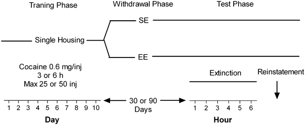 Environmental Enrichment Reduces Cocaine Seeking And Reinstatement Induced By Cues And Stress But Not By Cocaine Neuropsychopharmacology