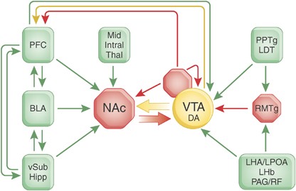 Negative Emotions Recruit the Parabrachial Nucleus Efferent to the VTA to  Disengage Instrumental Food Seeking