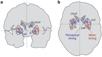 Basal Ganglia - Draw it to Know it, Neuroanatomy