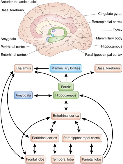 Update on Memory Systems and Processes | Neuropsychopharmacology