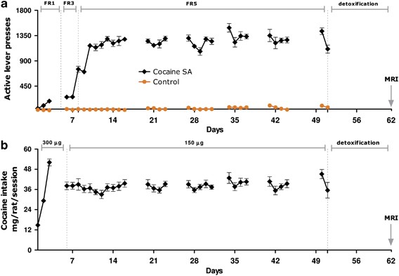 Region-Specific Effects of Nicotine on Brain Activity: A Pharmacological  MRI Study in the Drug-Naïve Rat