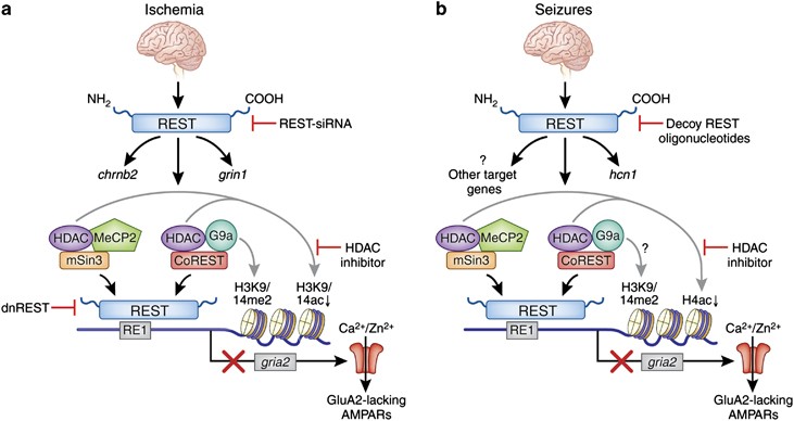 PDF) Rubinstein-Taybi Syndrome: A Model of Epigenetic Disorder