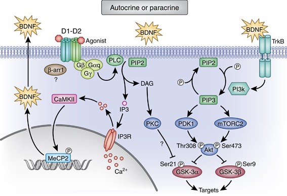 Visualization and ligand-induced modulation of dopamine receptor  dimerization at the single molecule level