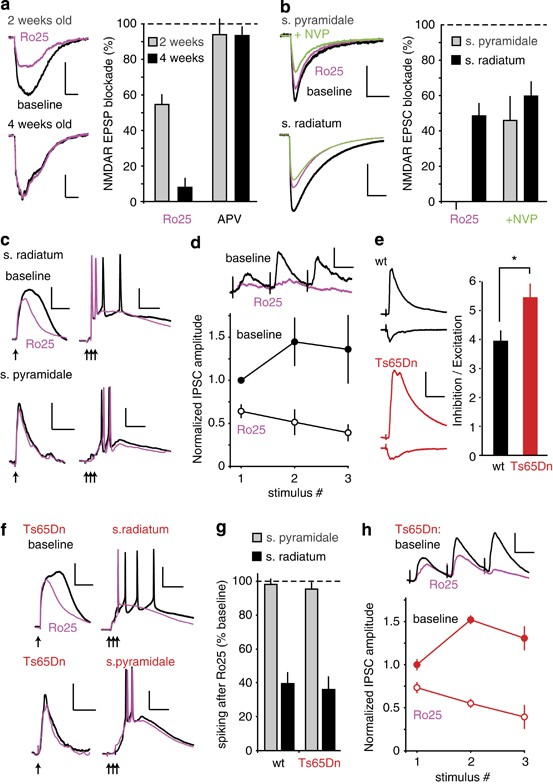 GluN2B Antagonism Affects Interneurons and Leads to Immediate and