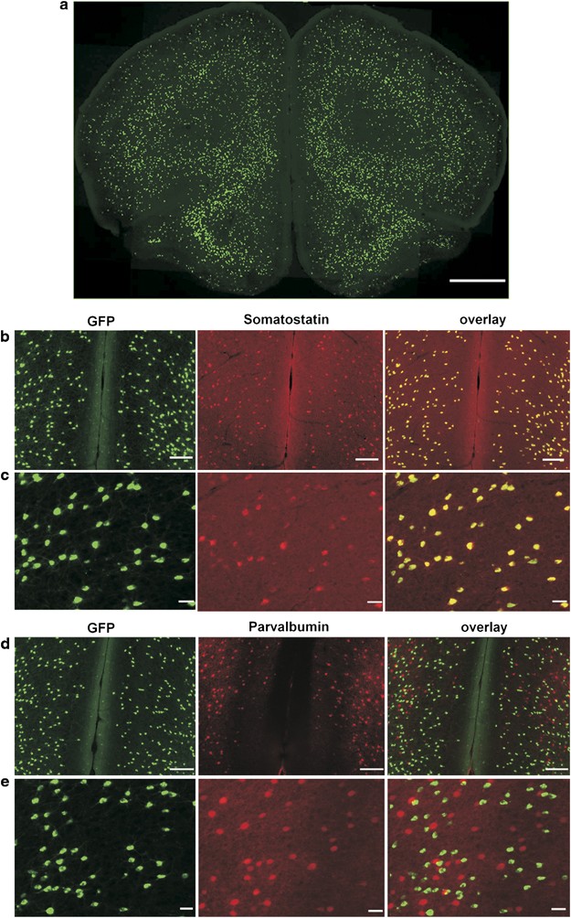 Video activation of prefrontal cortex in a consuming person during