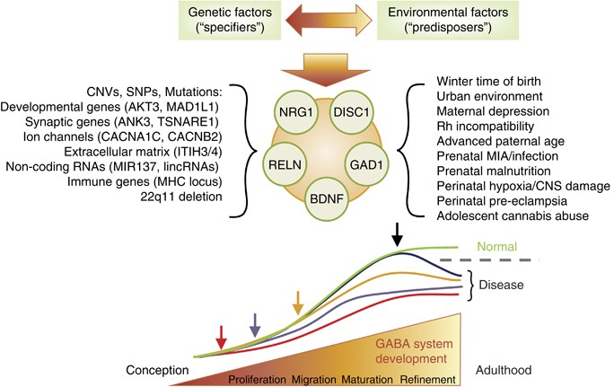 Neurodevelopment, GABA System Dysfunction, and Schizophrenia