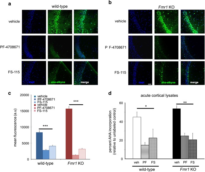 Targeting Translation Control With P70 S6 Kinase 1 Inhibitors To Reverse Phenotypes In Fragile X Syndrome Mice Neuropsychopharmacology Targeting Translation Control With P70 S6 Kinase 1 Inhibitors To Reverse Phenotypes In Fragile X Syndrome Mice Neuropsychopharmacology