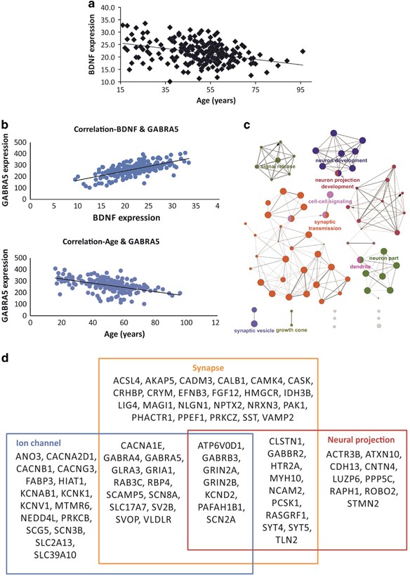 The Role of BDNF in Age-Dependent Changes of Excitatory and 
