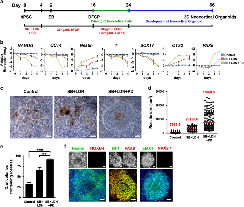 CYP3A5 Mediates Effects of Cocaine on Human Neocorticogenesis