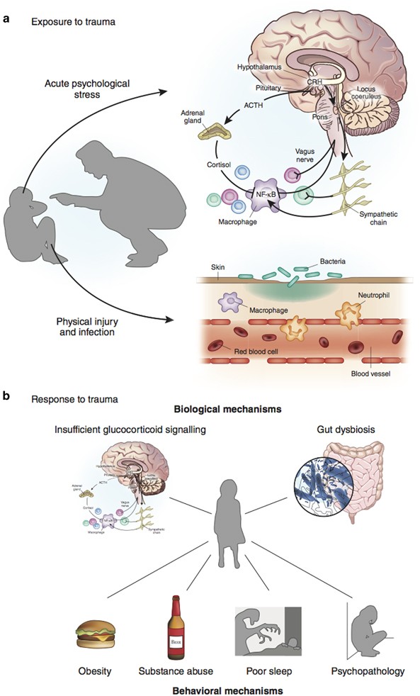 Psychoneuroimmunology Of Early Life Stress The Hidden - 