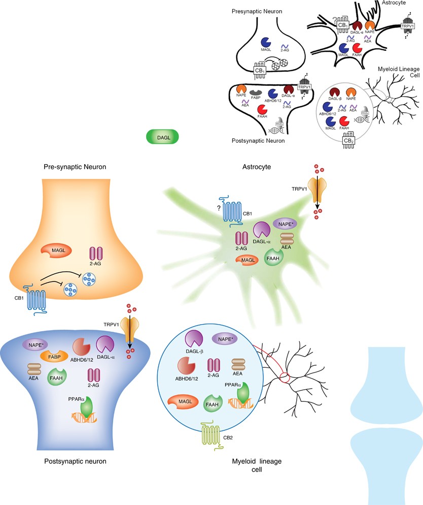 The Endogenous Cannabinoid System: A Budding Source of Targets for Treating  Inflammatory and Neuropathic Pain | Neuropsychopharmacology