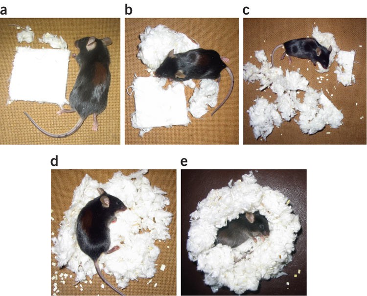 Assessing nest building in mice | Nature Protocols