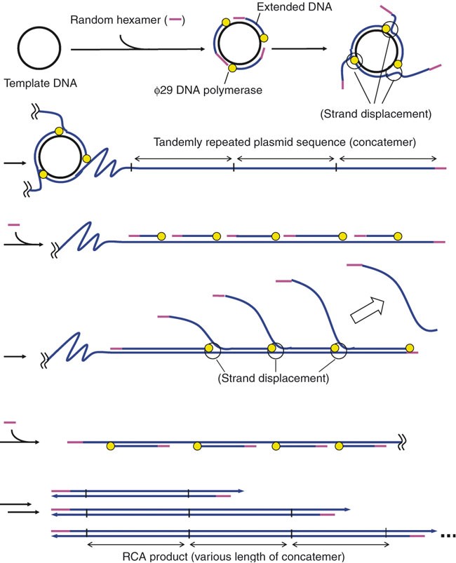 Error Prone Rolling Circle Amplification The Simplest Random Mutagenesis Protocol Nature Protocols