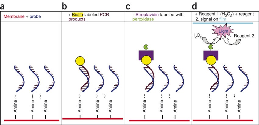 Multiplex PCR-based reverse line blot hybridization assay (mPCR/RLB)—a  practical epidemiological and diagnostic tool | Nature Protocols