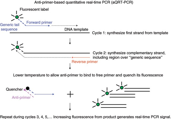 Anti-primer quenching-based real-time PCR for simplex or multiplex DNA  quantification and single-nucleotide polymorphism genotyping | Nature  Protocols