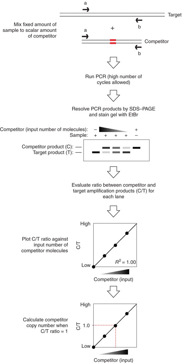 Competitive PCR for precise nucleic acid quantification | Nature Protocols