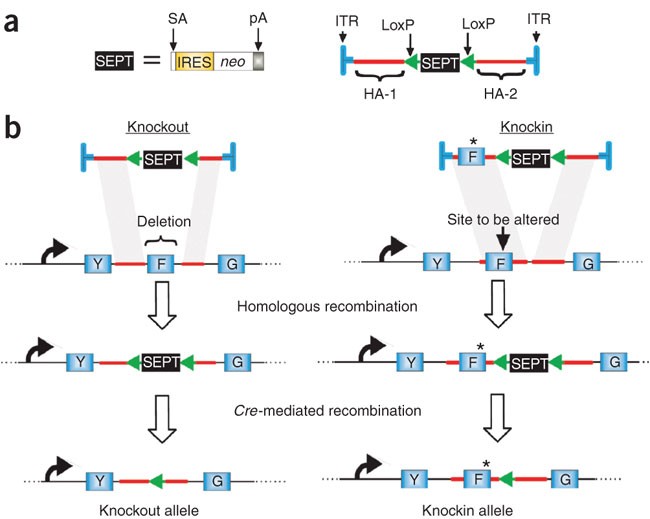 Gene Knockout/mutation - Creative Biolabs