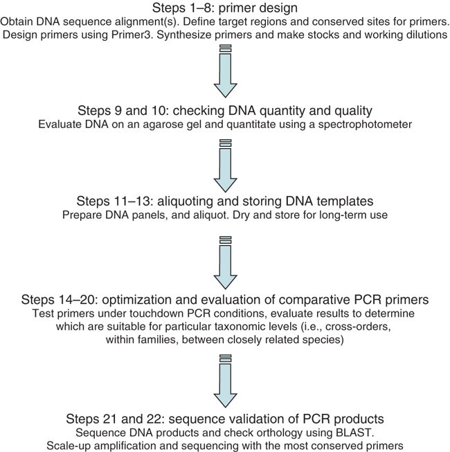 Designing and optimizing comparative anchor primers for comparative gene  mapping and phylogenetic inference | Nature Protocols