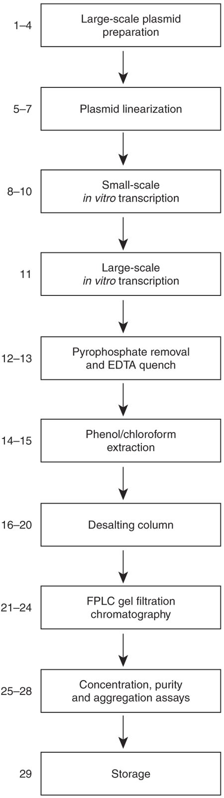 Purification And Characterization Of Transcribed Rnas Using Gel Filtration Chromatography Nature Protocols