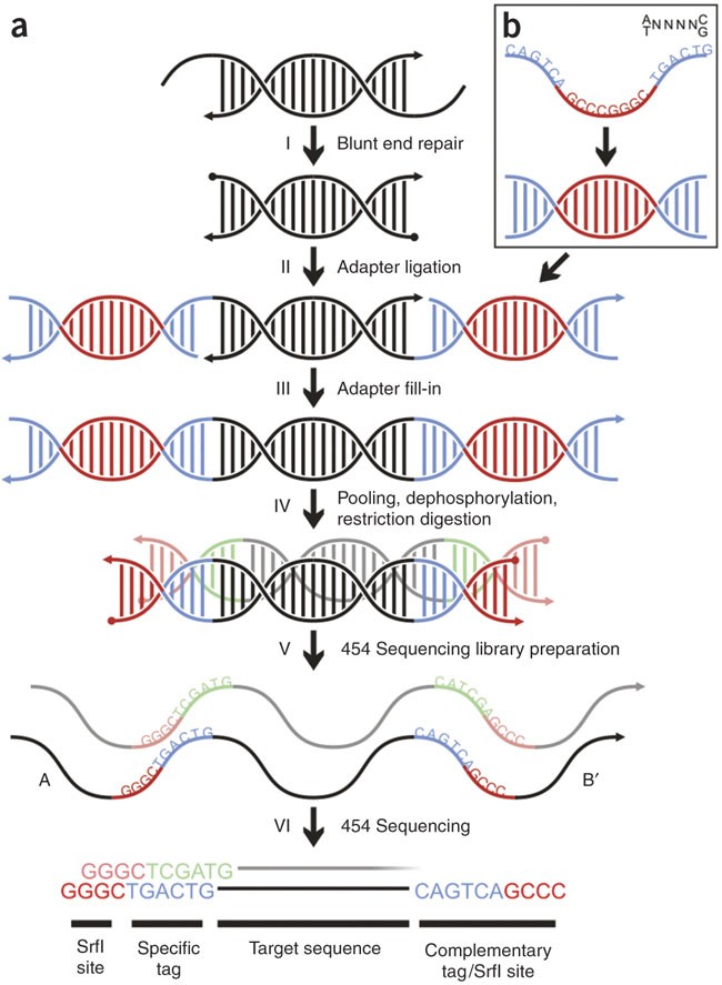 Parallel Tagged Sequencing On The 454 Platform Nature Protocols