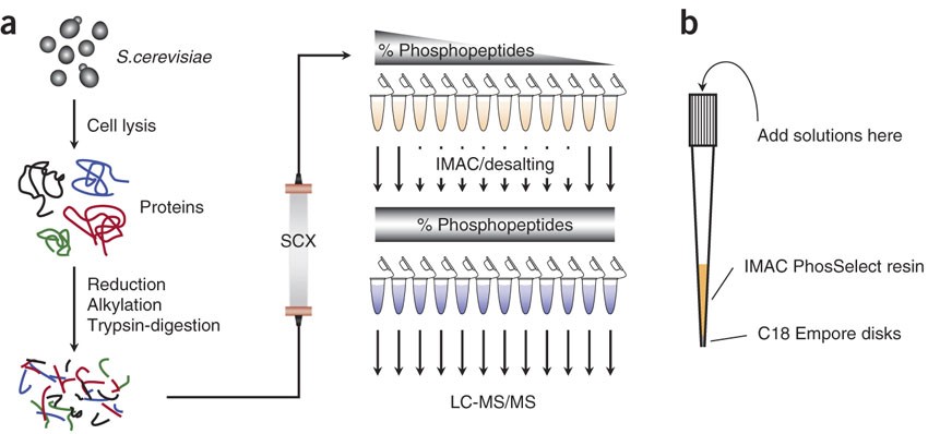The SCX/IMAC enrichment approach for global phosphorylation analysis by  mass spectrometry | Nature Protocols
