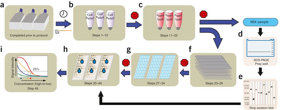 Reverse Phase Protein Lysate Microarrays For Cell Signaling - 
