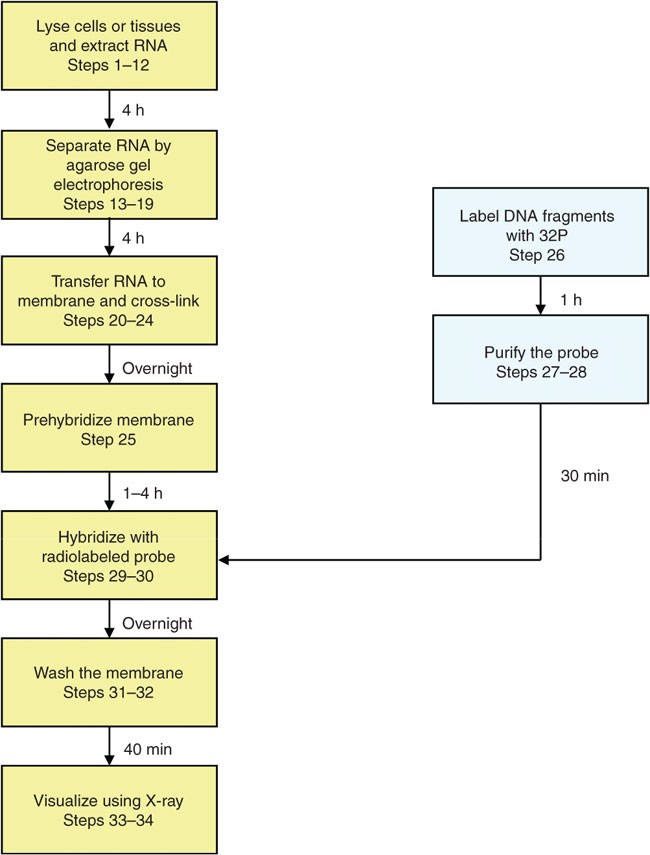 Preparing The Cdna Probe Flow Chart