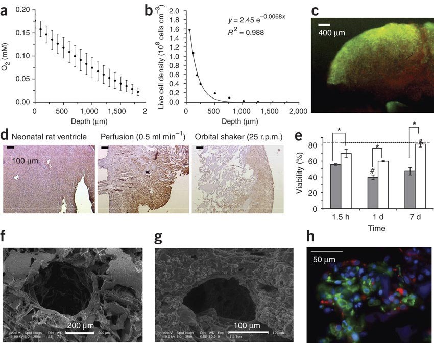 Cardiac Tissue Engineering Using Perfusion Bioreactor - 