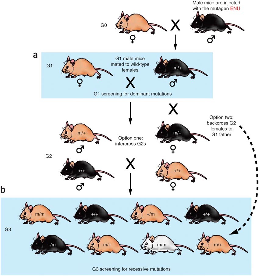 A Hearing And Vestibular Phenotyping Pipeline To Identify Mouse Mutants With Hearing Impairment Nature Protocols