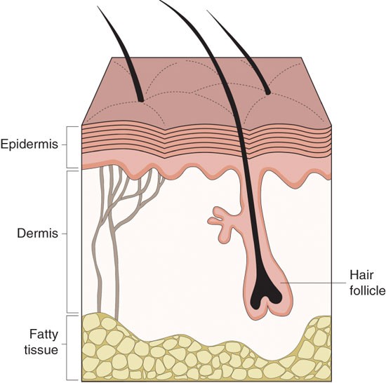 Isolation and cultivation of human keratinocytes from skin or plucked hair  for the generation of induced pluripotent stem cells | Nature Protocols