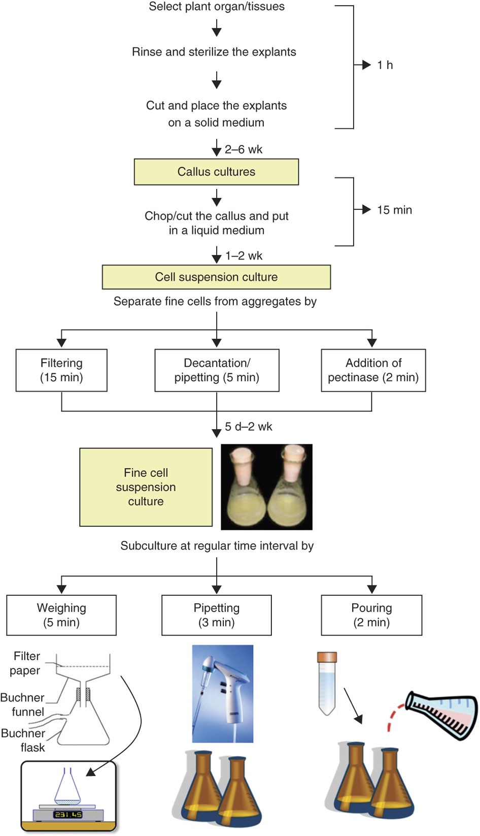 Initiation, growth and cryopreservation of plant cell suspension cultures | Nature Protocols Initiation, growth and cryopreservation of plant cell suspension cultures | Nature Protocols